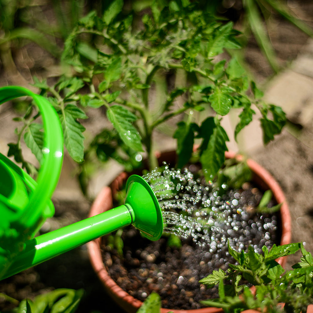 Gardening Starter Pack - Green