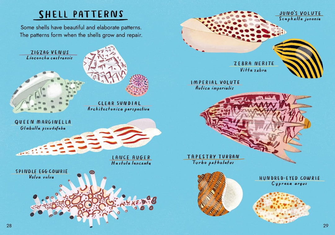 Hello Fossils & Shells: A Little Guide To Nature