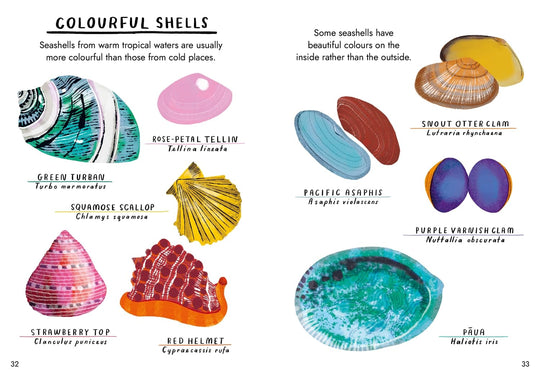 Hello Fossils & Shells: A Little Guide To Nature