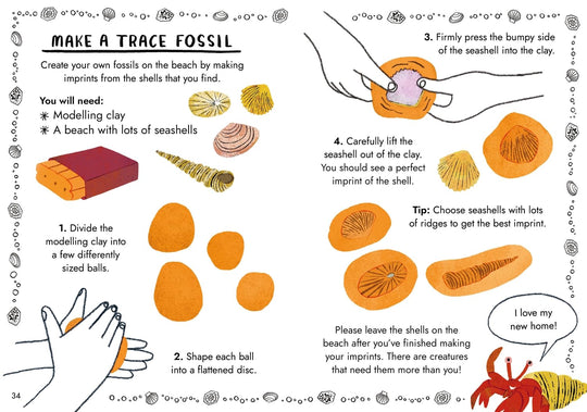 Hello Fossils & Shells: A Little Guide To Nature