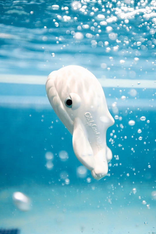 Oli & Carol x BIGSTUFFED Walter the Whale Bath Toy